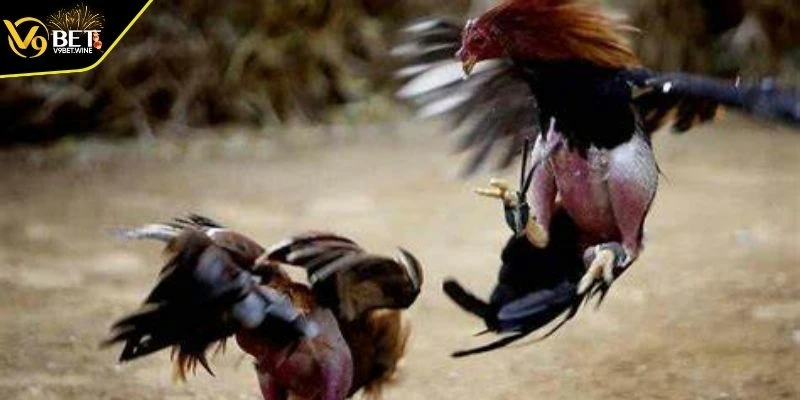 Có thể quan sát trực tiếp và đánh giá chính xác hơn 