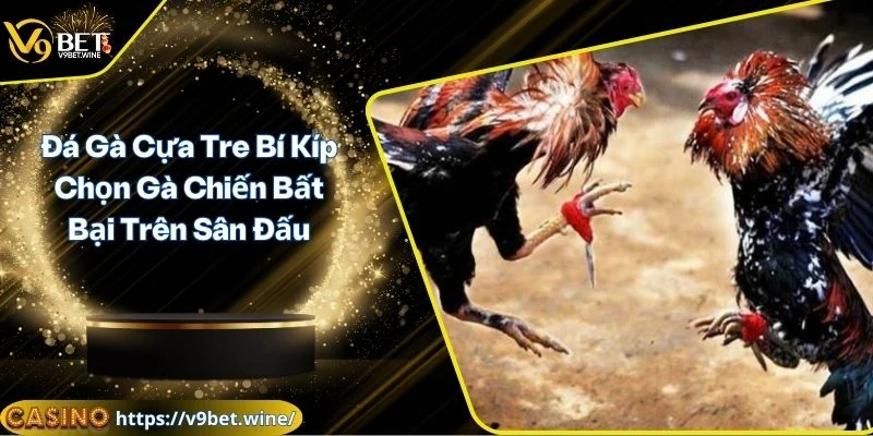 Đá gà cựa tre