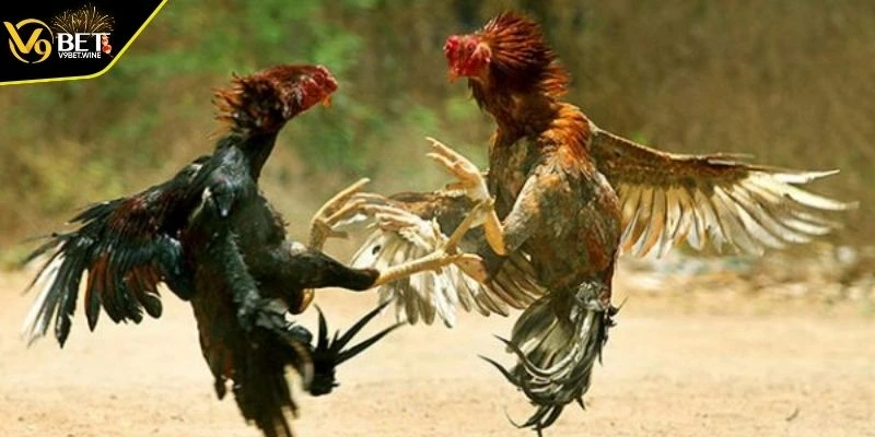 Trực tiếp đá gà có những hình thức cá cược nào?